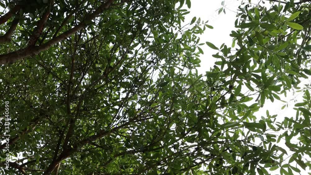 Rotating camera shot of trees, low view, nature video footage. Rotating camera shot of trees, low view, nature video footage.