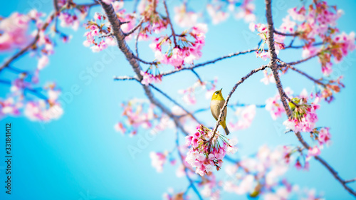 桜にメジロ（ナチュラルカラー）