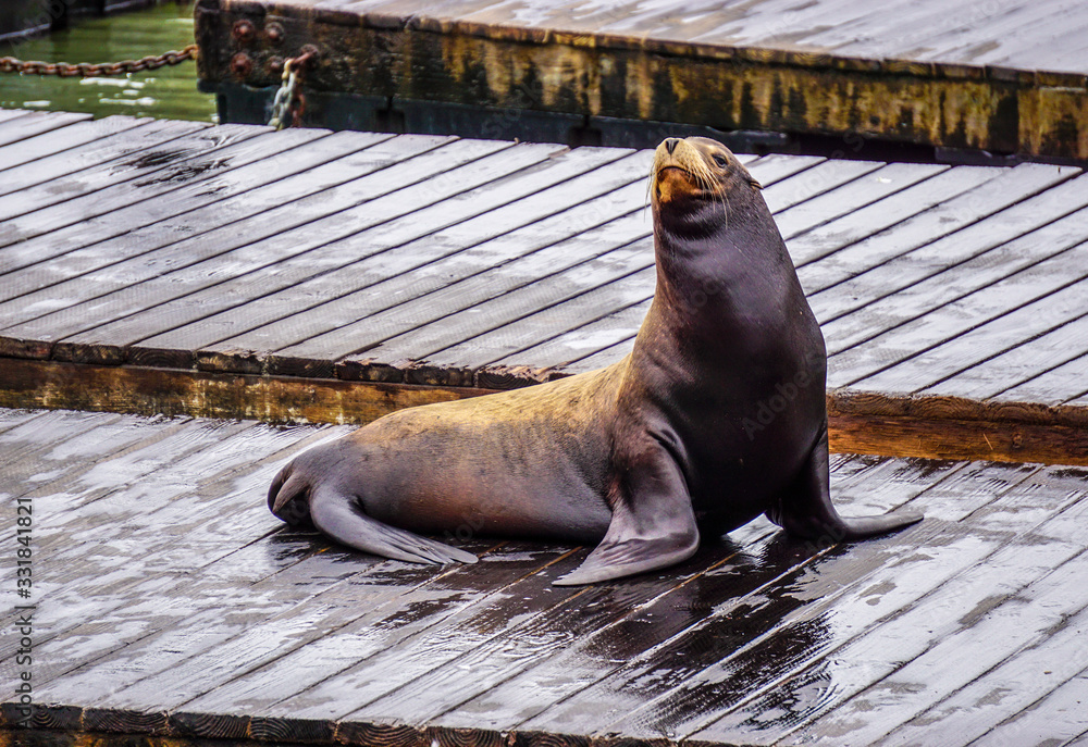 Fototapeta premium Sea lion on the harbor
