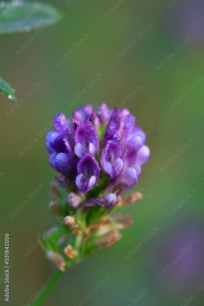 Purple flowers in the garden
