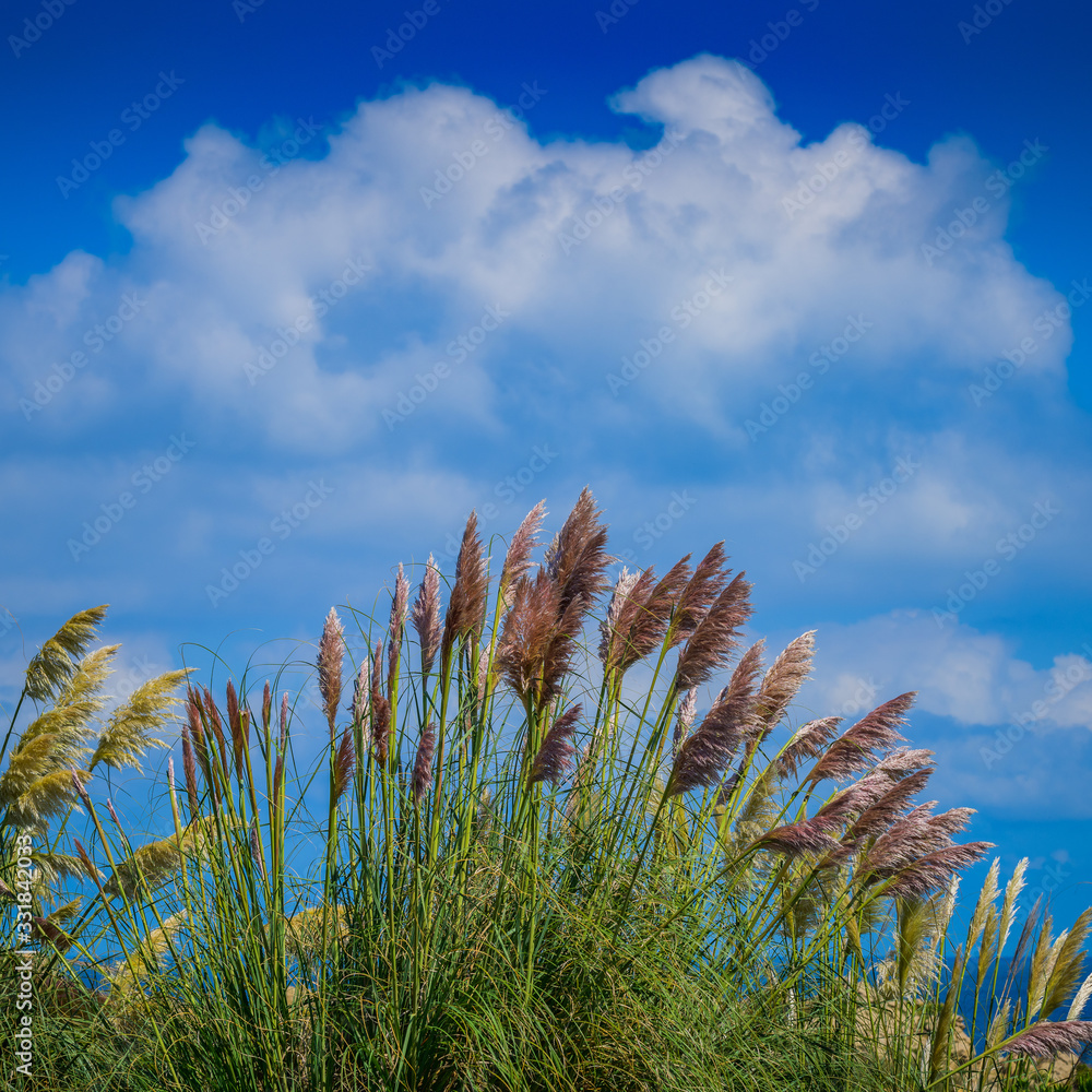 Clouds and feather grass near the village of Liencres. Cantabria. Northern coast of Spain Clouds and feather grass near the village of Liencres. Cantabria. Northern coast of Spain
