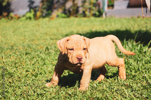 American Bully