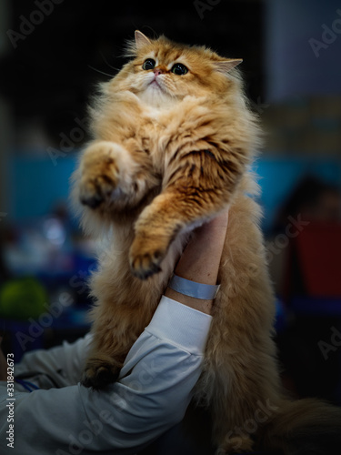 The imperturbable cat.