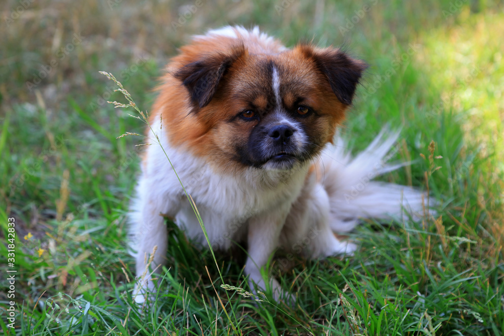 Pet dogs on the grass