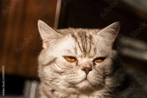 Obraz na płótnie british cat with tearful eyes lies on the floor