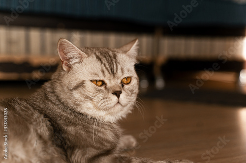 british tabby cat with sore sandy eyes