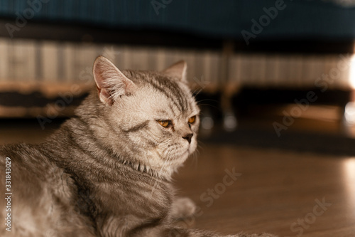 Obraz na płótnie british cat with tearful eyes lies on the floor