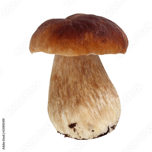Fényképezés Boletus mushroom, isolate. Cepes.