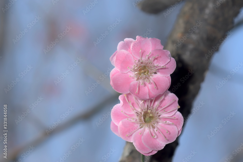梅の花 梅の花