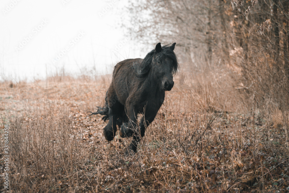 Fototapeta premium Dales Pony Westwick Raven