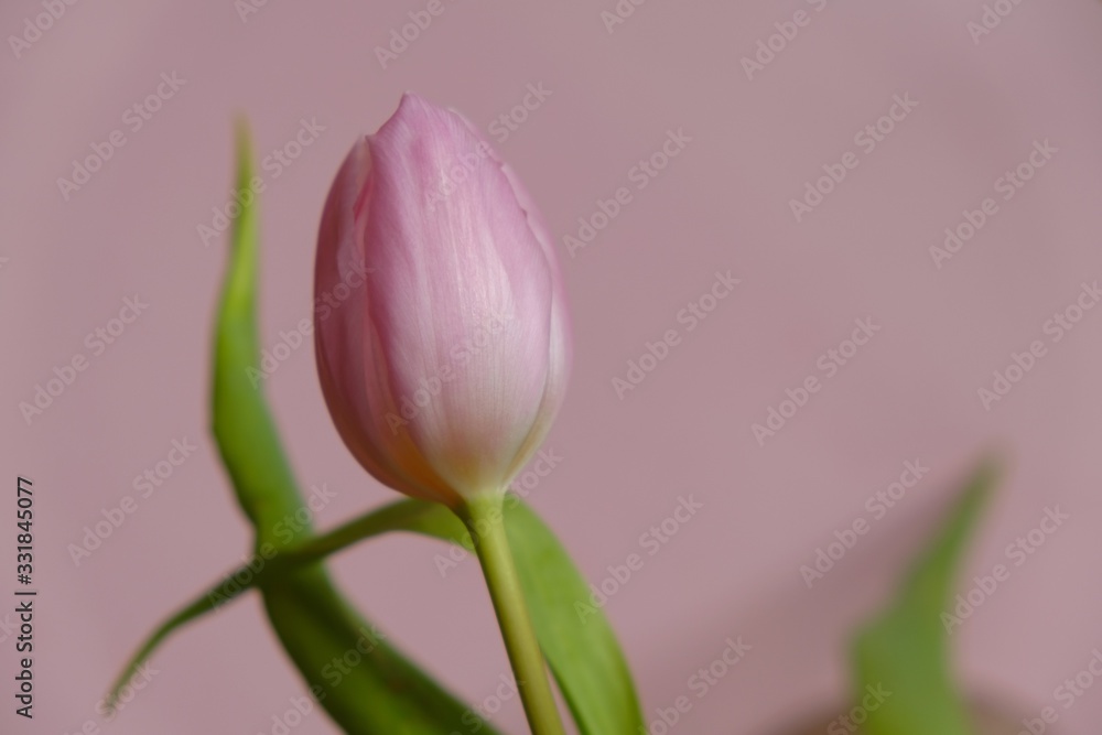 Fototapeta premium Tulips flower pink with green leaves on a light pink background.top view, copy space.Spring season