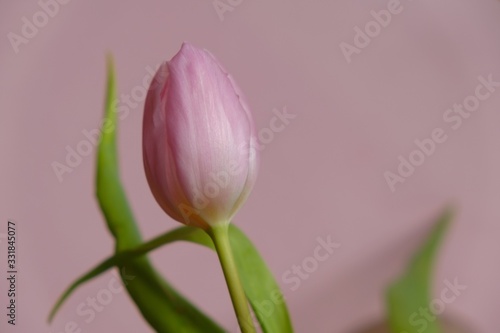 Tulips flower pink with green leaves on a light pink background.top view, copy space.Spring season