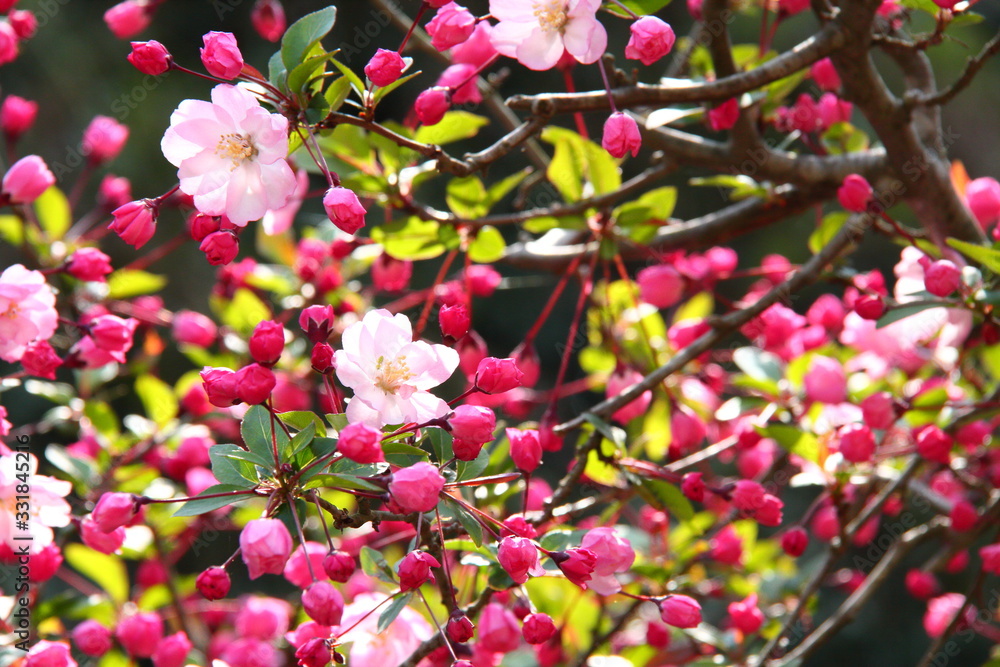 Naklejka premium ハナカイドウ07