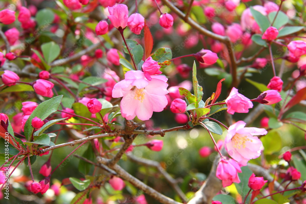 Obraz premium ハナカイドウ08