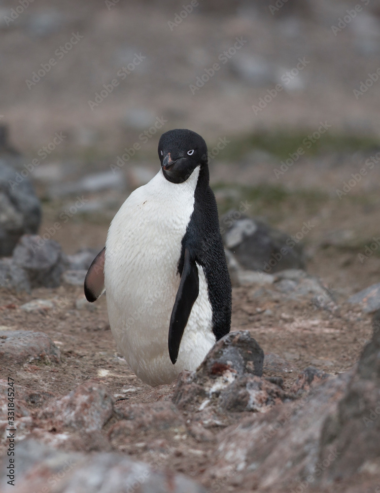 Naklejka premium antartica frozen continent wildlife exotic travel
