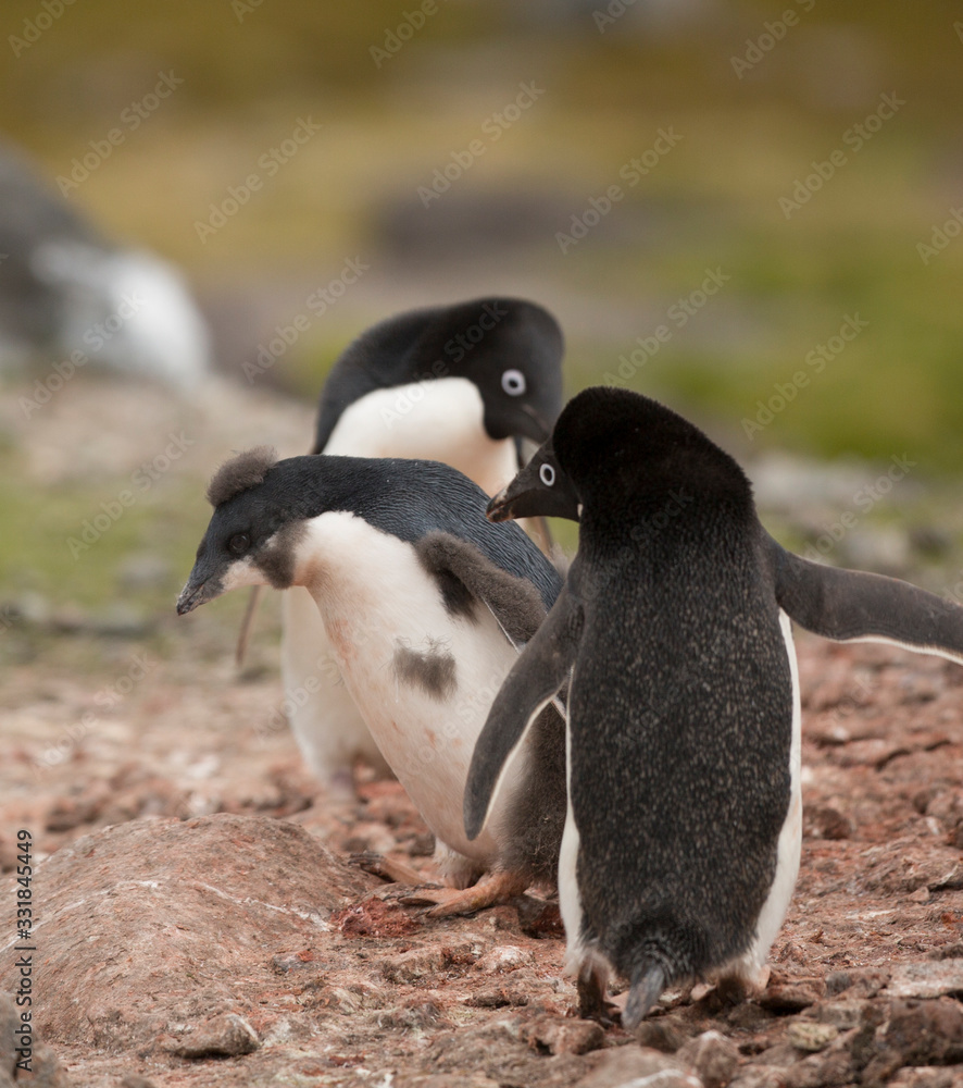 Naklejka premium antartica frozen continent wildlife exotic travel