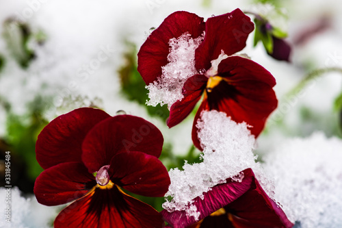 Tricolor viola flowers in a garden photo