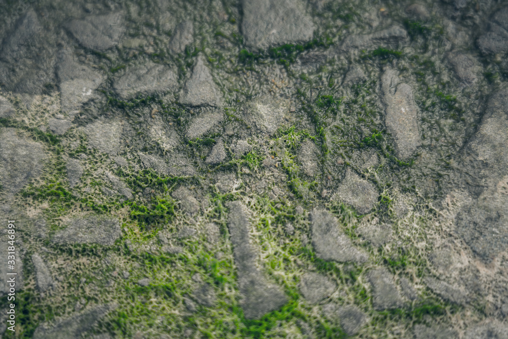 Moss green texture. Moss background Moss green texture. Moss background