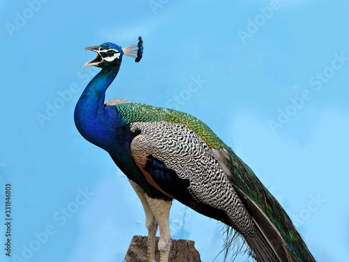 peacock