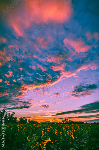 beautiful sunset over a field of sunflowers