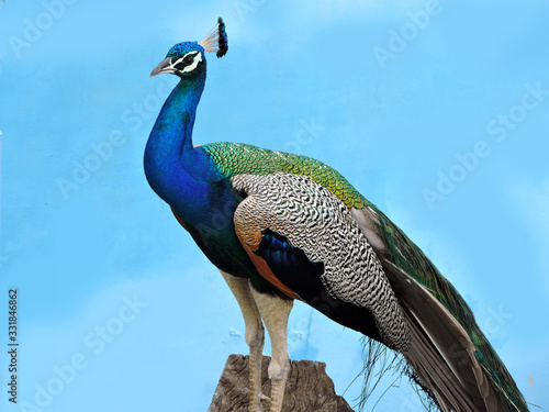 peacock