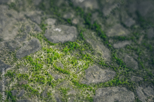 Moss green texture. Moss background © joeycheung