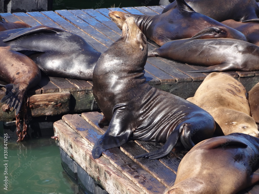 Fototapeta premium Die posende Robbe