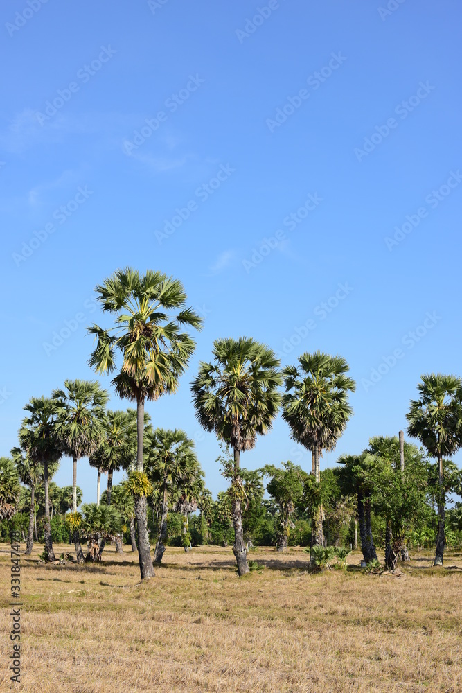 Obraz premium Palm trees and blue sky background 