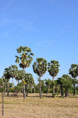 Palm trees and blue sky background 