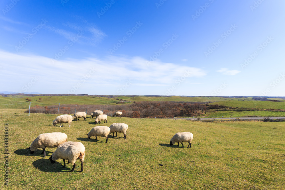 Obraz premium 日本・北海道東部の標茶町、多和平展望台の羊