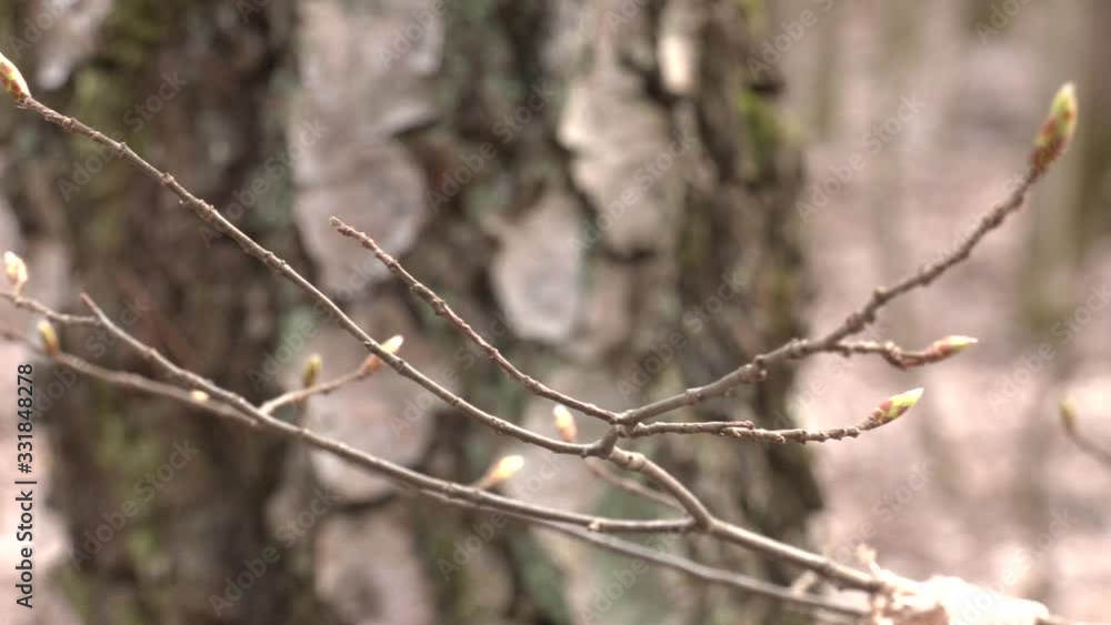 A thin branch with buds on the background of a birch trunk. Extraction of birch sap. Spring sap flow. Birch trees in a row close-up of trunks A thin branch with buds on the background of a birch trunk. Extraction of birch sap. Spring sap flow. Birch trees in a row close-up of trunks