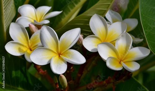 Close up of white and yellow frangipani blossoms