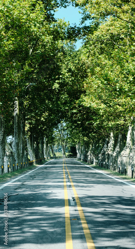 a view of a road surrounded by trees and brunches as a vegetation tunnel on the way from gualeguaychu argentina to fraybentos punta del este uruguay