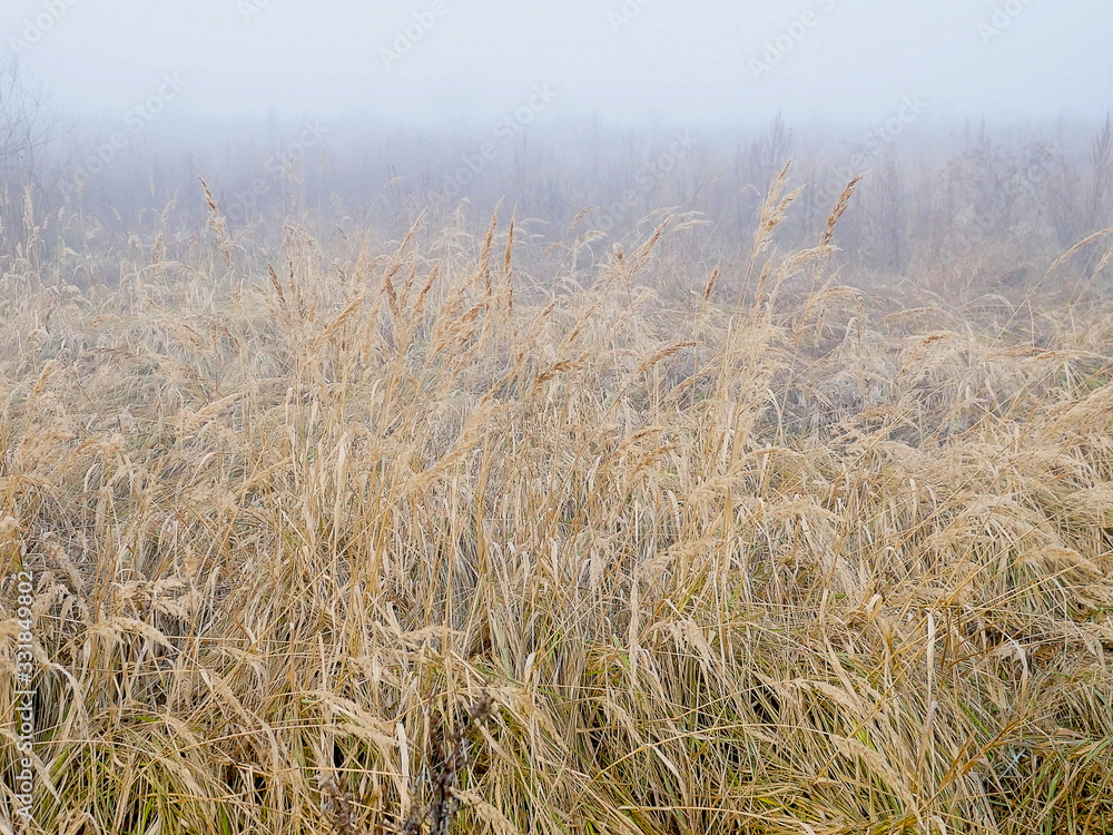 Fototapeta premium Morning, field, fog, dry grass.