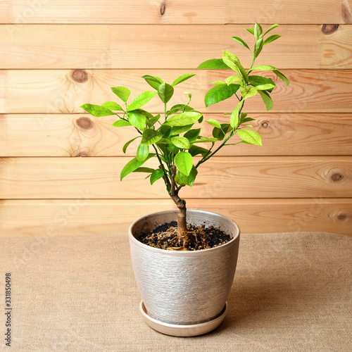 Tangerine tree in a pot on a rustic background. Bonsai