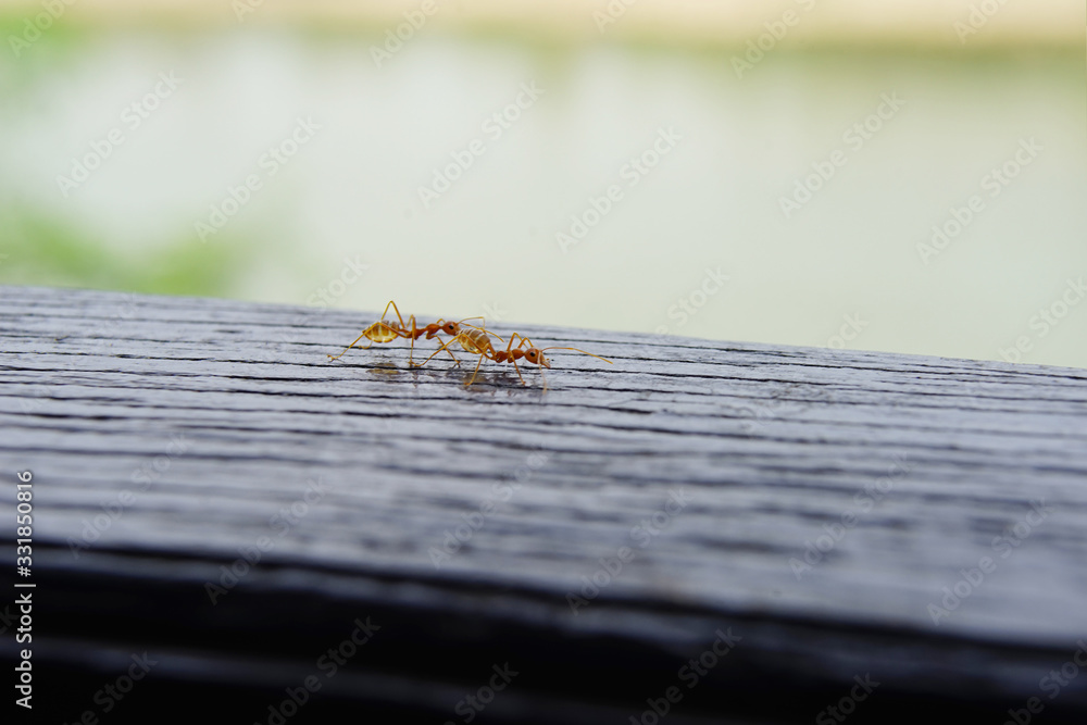 Two worker ants finding food outside the park. Two worker ants finding food outside the park.