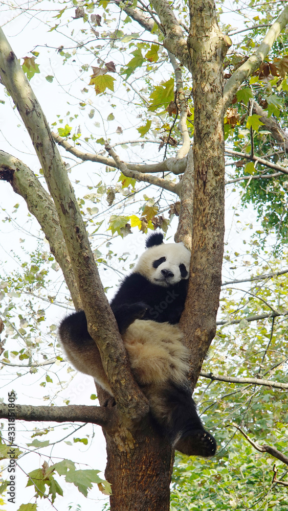 Obraz premium Panda resting on the tree at the park. The giant panda, also known as panda bear or simply panda, is a bear native to south central China. 