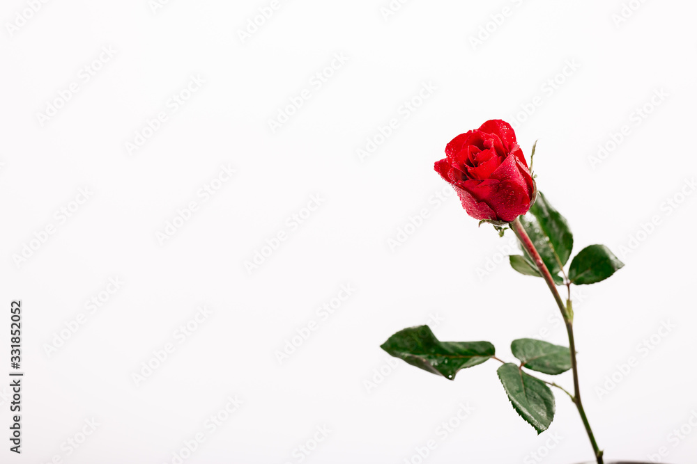 Obraz premium red rose on white background