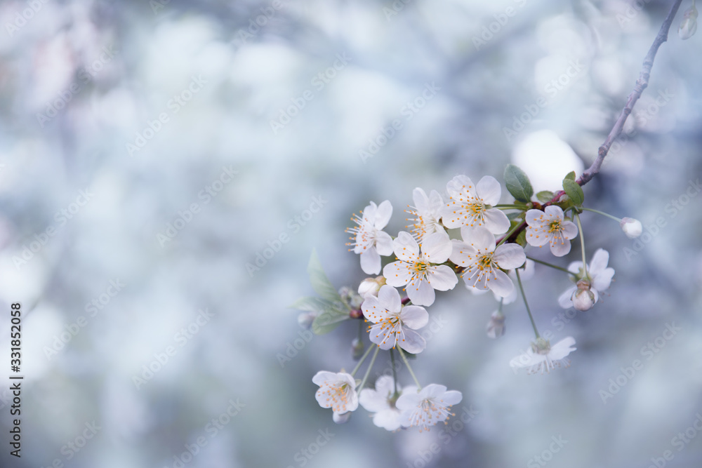 branch of white cherry flowers in spring with soft focus, background branch of white cherry flowers in spring with soft focus, background