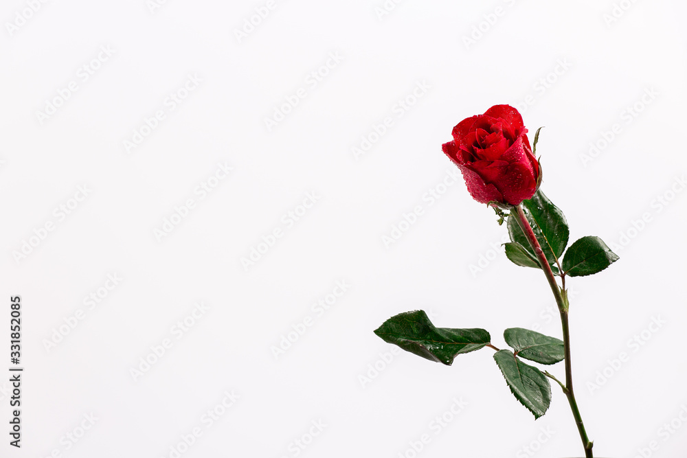 red rose on white background red rose on white background