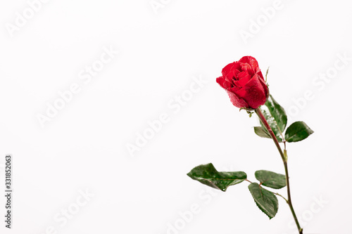 red rose on white background