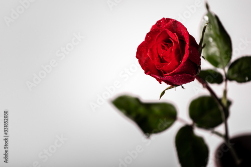 red rose on white background © Nachpapon