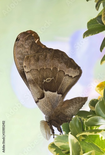 Large male Polyphemus moth roosting on plant leaves in natural sunlight with wings upright. From the giant silk moth family found in North America. Image taken in Houston, TX.