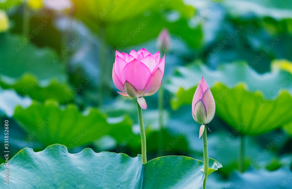 lotus flower blooming in summer pond with green leaves as background