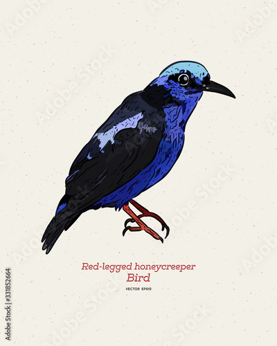 The red-legged honeycreeper (Cyanerpes cyaneus), hand draw sketch vector.