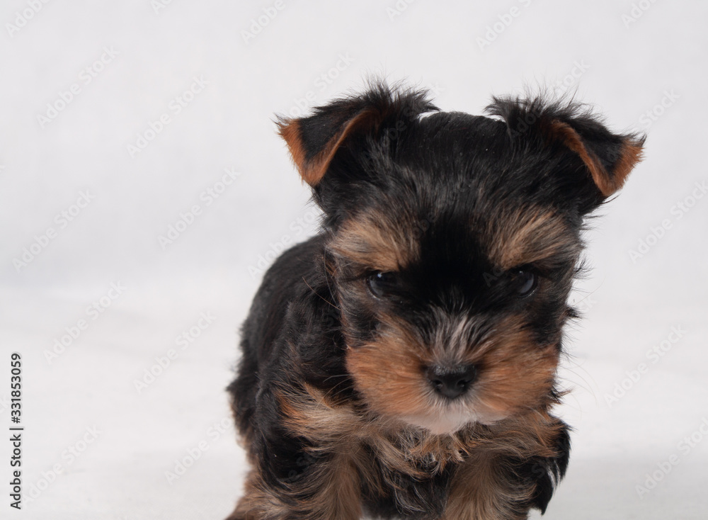 Yorkshire Terrier Black czarny szczeniak York Stock Photo | Adobe Stock