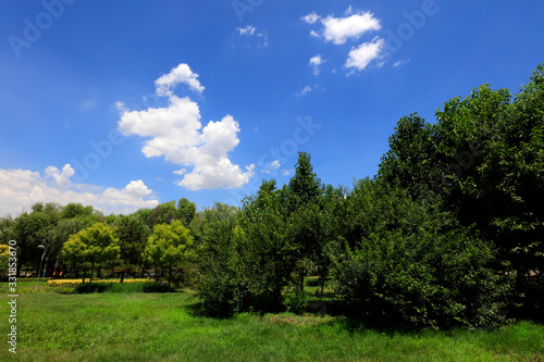 Summer forest scenery