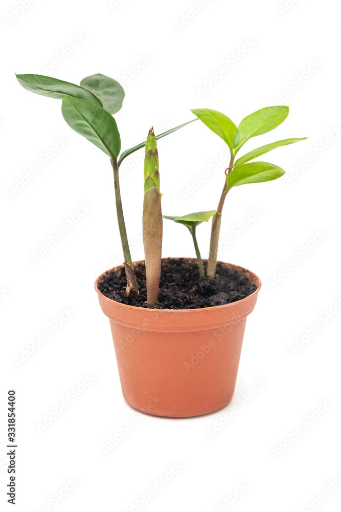 Zamioculcas zamiifolia small flower in pot on white background Zamioculcas zamiifolia small flower in pot on white background