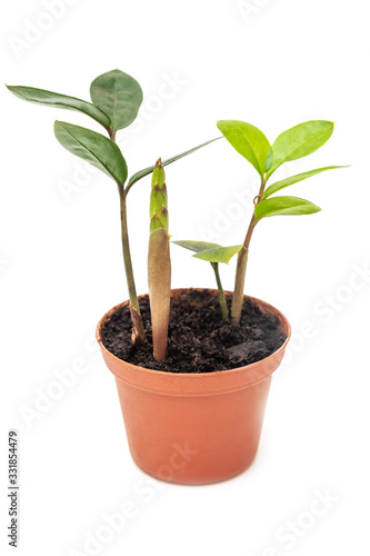 Zamioculcas zamiifolia small flower in pot on white background