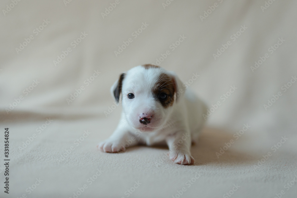 puppy jack russell terrier puppy jack russell terrier